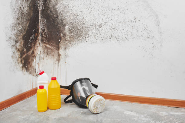 Mold Removal and Inspection in Salinas, CA