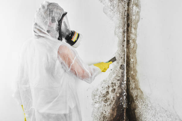 Best Mold Testing  in Salinas, CA