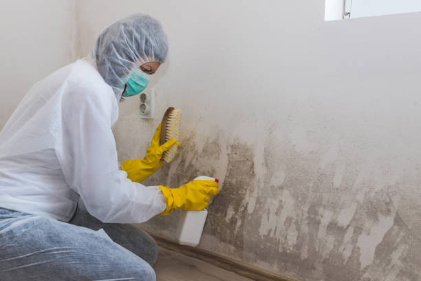 Best Certified Mold Removal  in Salinas, CA
