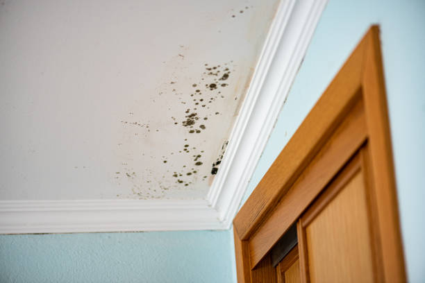 Certified Mold Removal in Salinas, CA