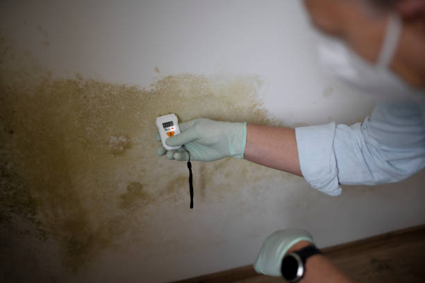 Salinas, CA Mold Removal Company