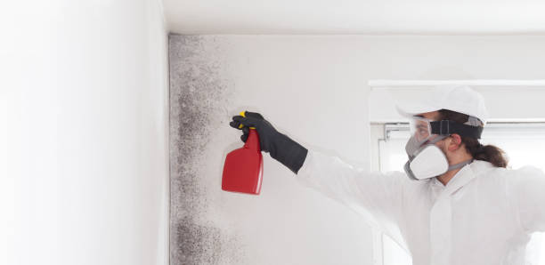 Best Mold Removal and Inspection  in Salinas, CA