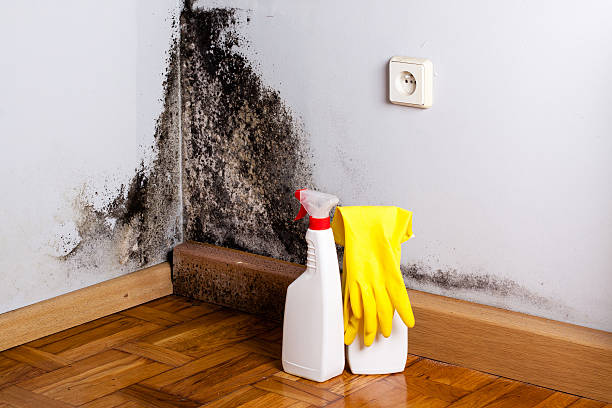 Best Residential Mold Removal  in Salinas, CA