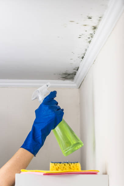 Best Mold Testing  in Salinas, CA
