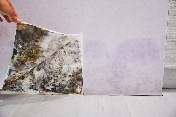 Best Professional Mold Removal  in Salinas, CA